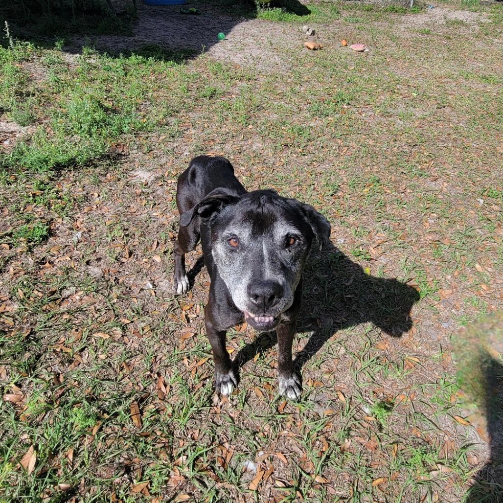 Enlarge Oscar, a Adoptable Mixed Breed in Lake Panasoffkee, FL image 3/6