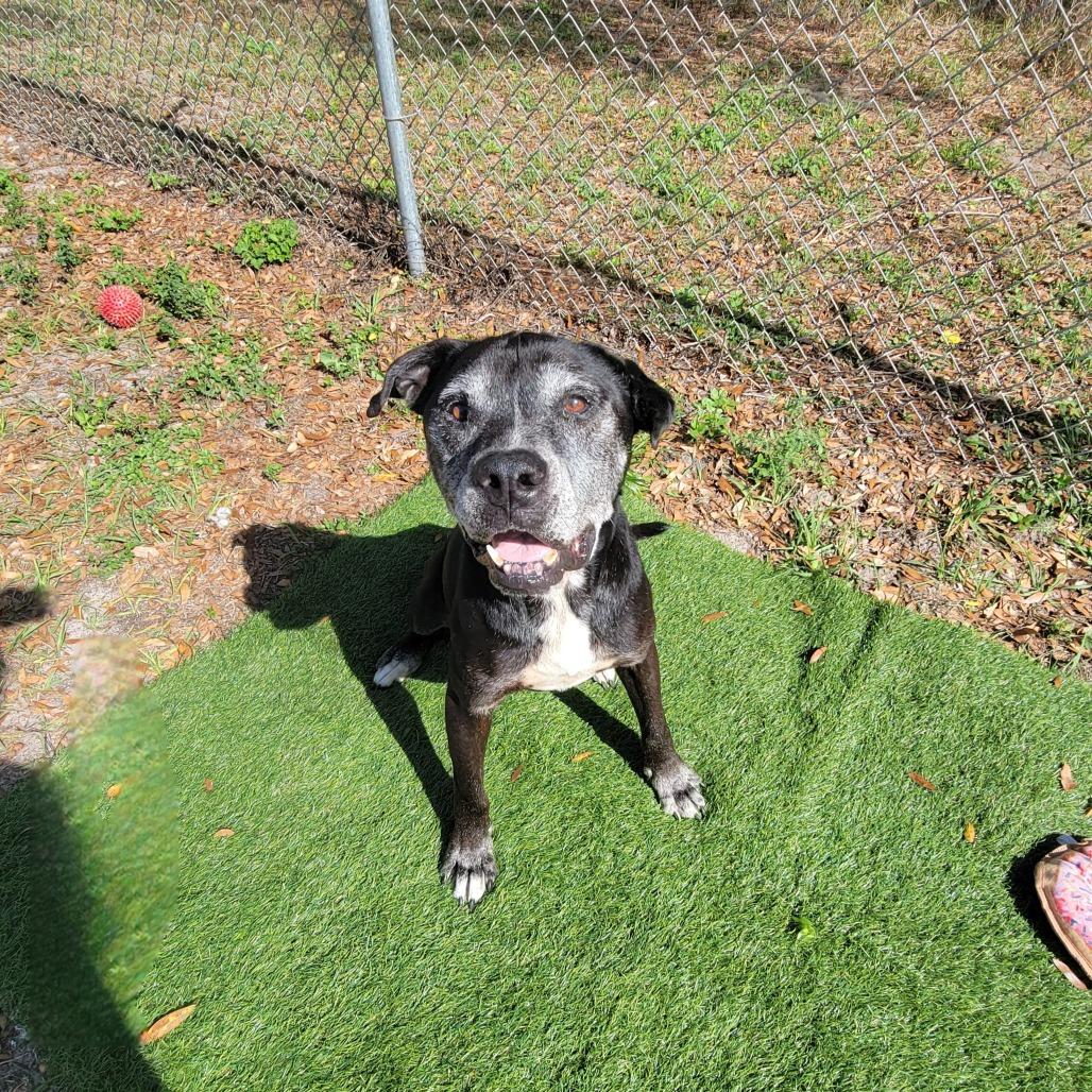 Enlarge Oscar, a Adoptable Mixed Breed in Lake Panasoffkee, FL image 4/6