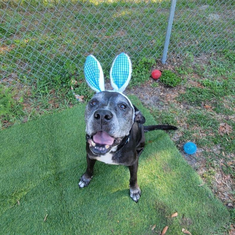 Enlarge Oscar, a Adoptable Mixed Breed in Lake Panasoffkee, FL image 5/6