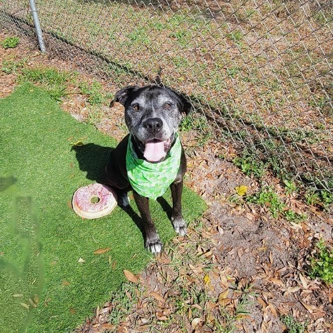 Enlarge Oscar, a Adoptable Mixed Breed in Lake Panasoffkee, FL image 6/6