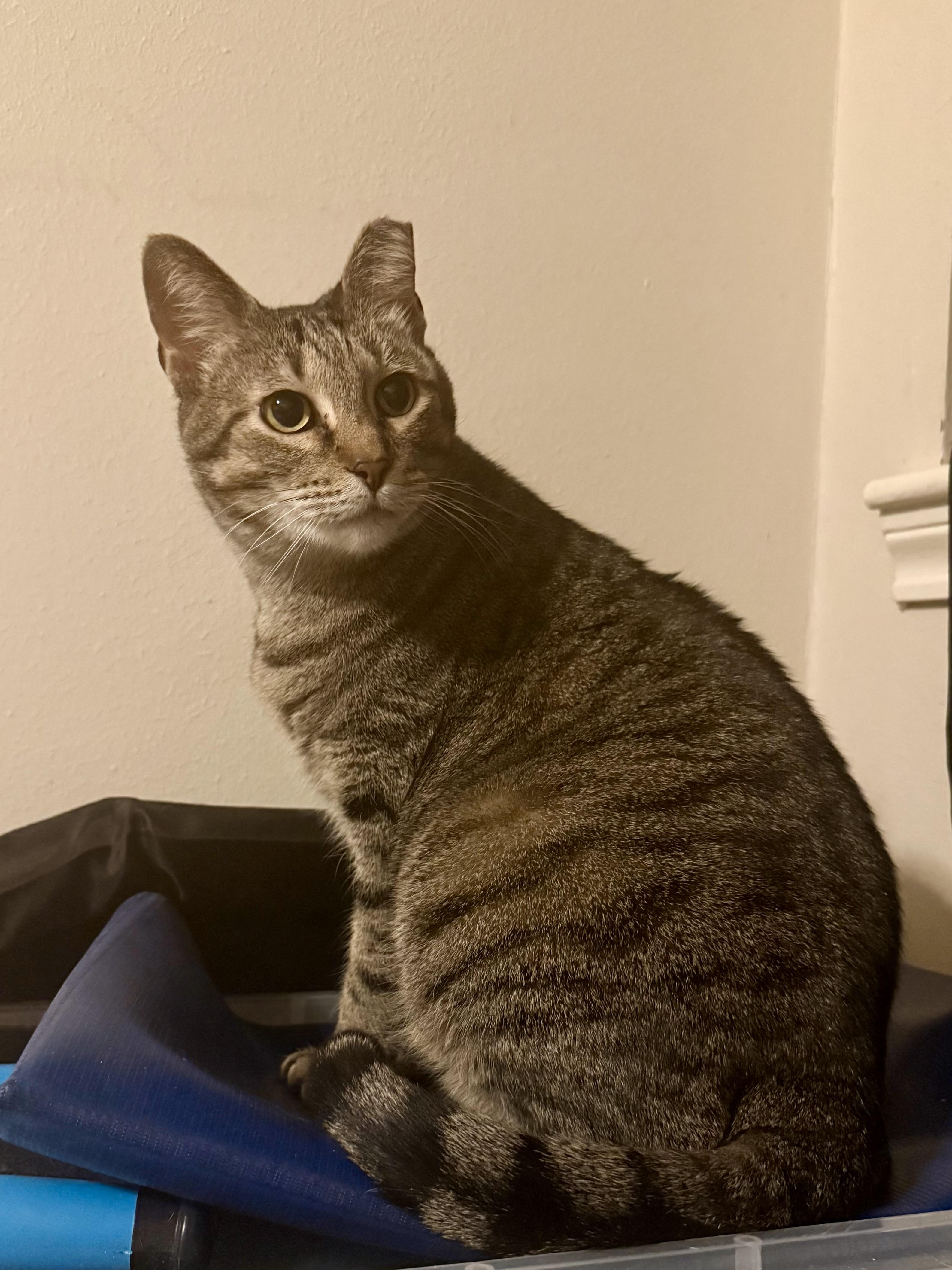 Enlarge Nugget, a Adoptable Domestic Short Hair in Colorado Springs, CO image 2/3