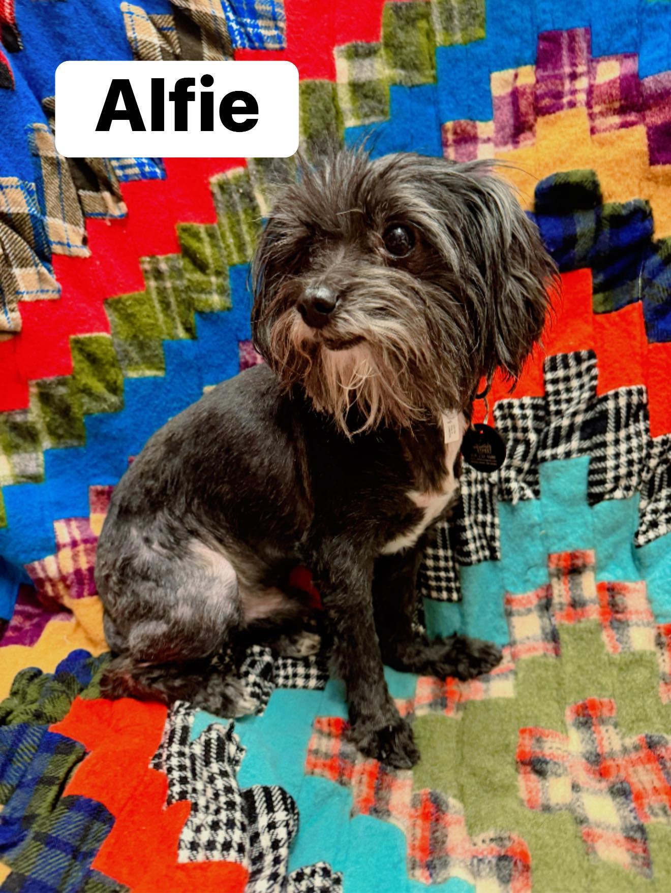 Alfie, ADOPTABLE, Adult Male Shih Tzu.