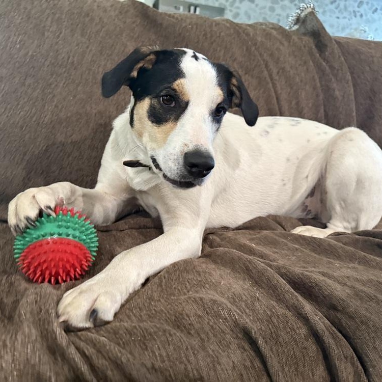 Enlarge Patches, a Adoptable mixed breed in Boise, ID image 4/6