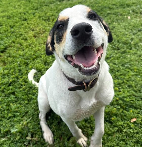 Patches, Adoptable, Young Female Rat Terrier.