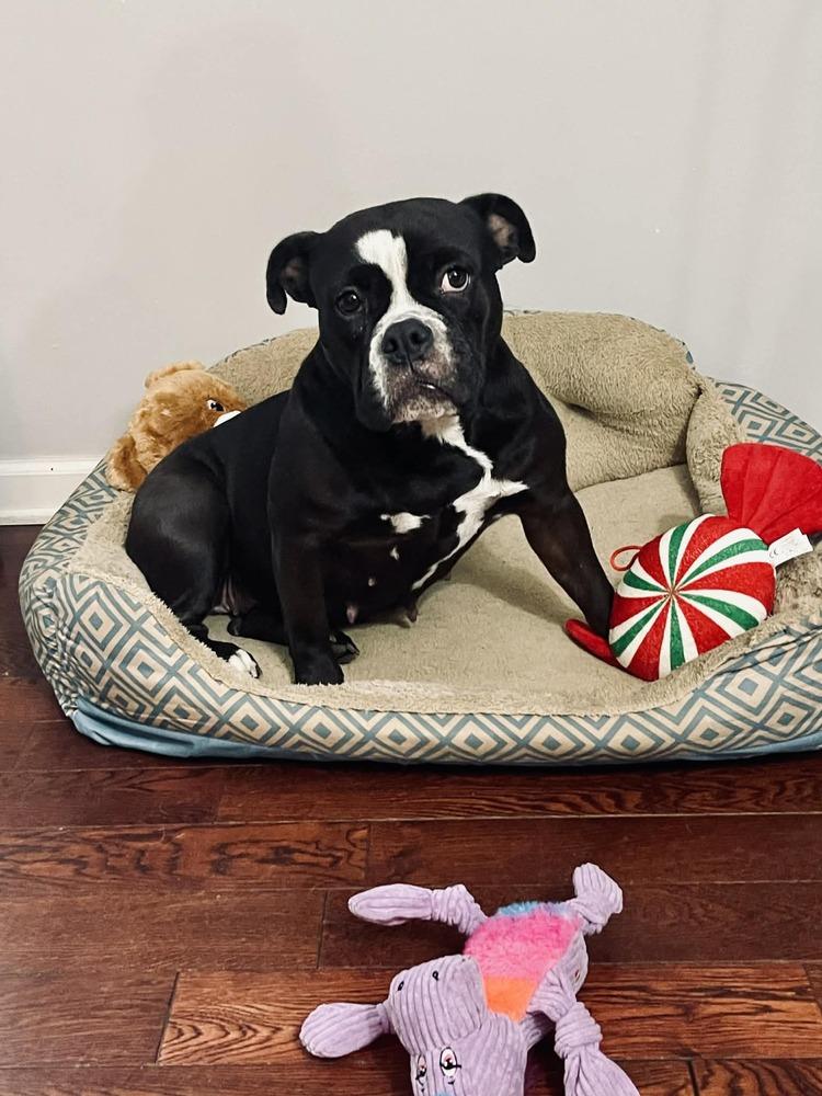 Enlarge Leela, a Adoptable mixed breed in Amherst, NY image 1/6