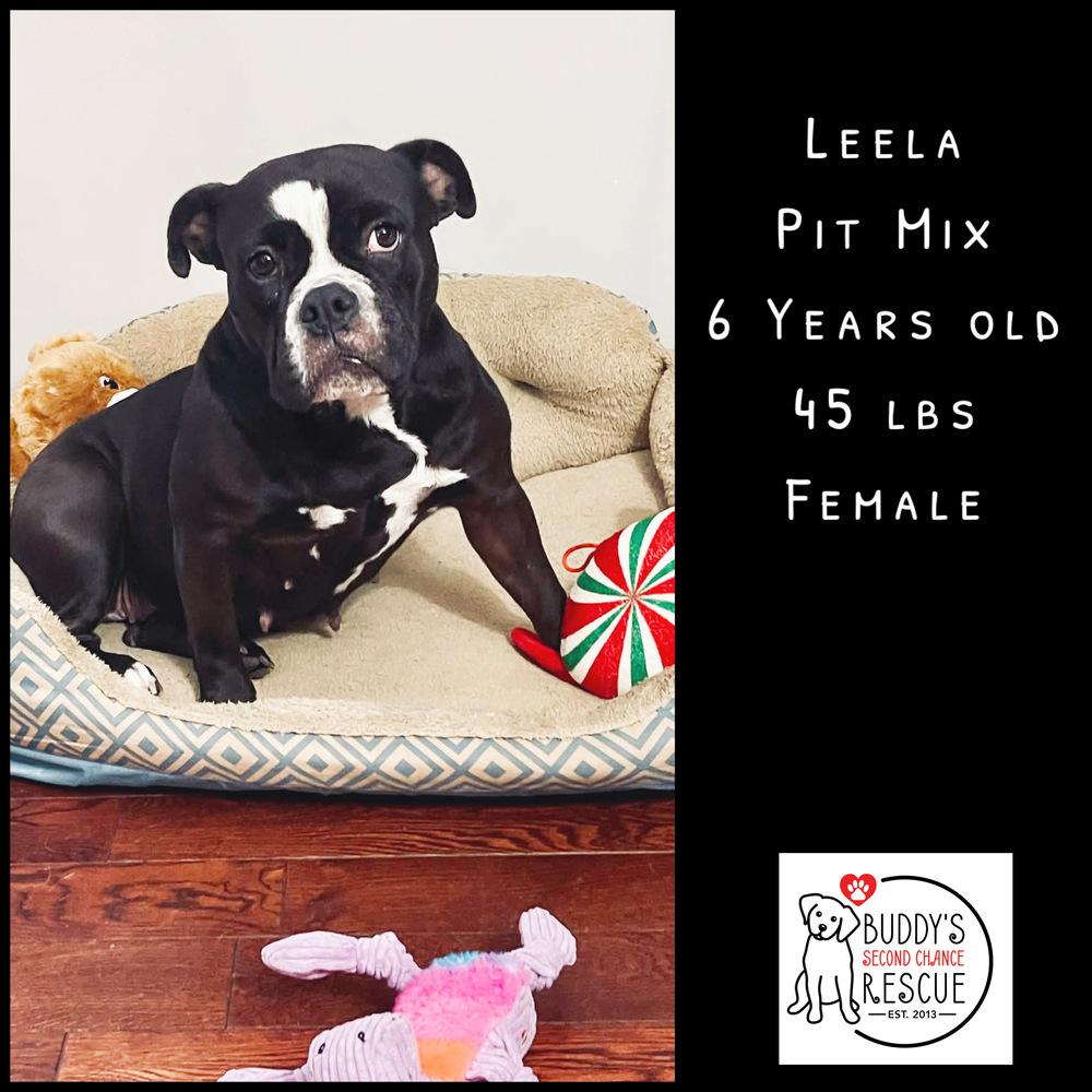 Enlarge Leela, a Adoptable mixed breed in Amherst, NY image 2/6
