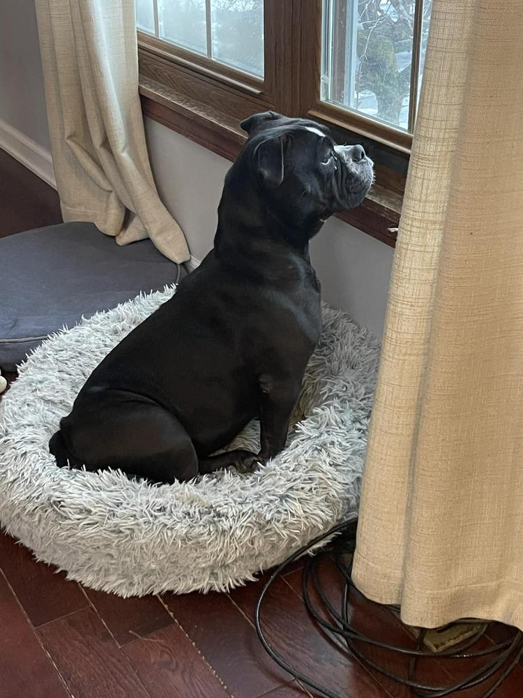 Enlarge Leela, a Adoptable mixed breed in Amherst, NY image 3/6