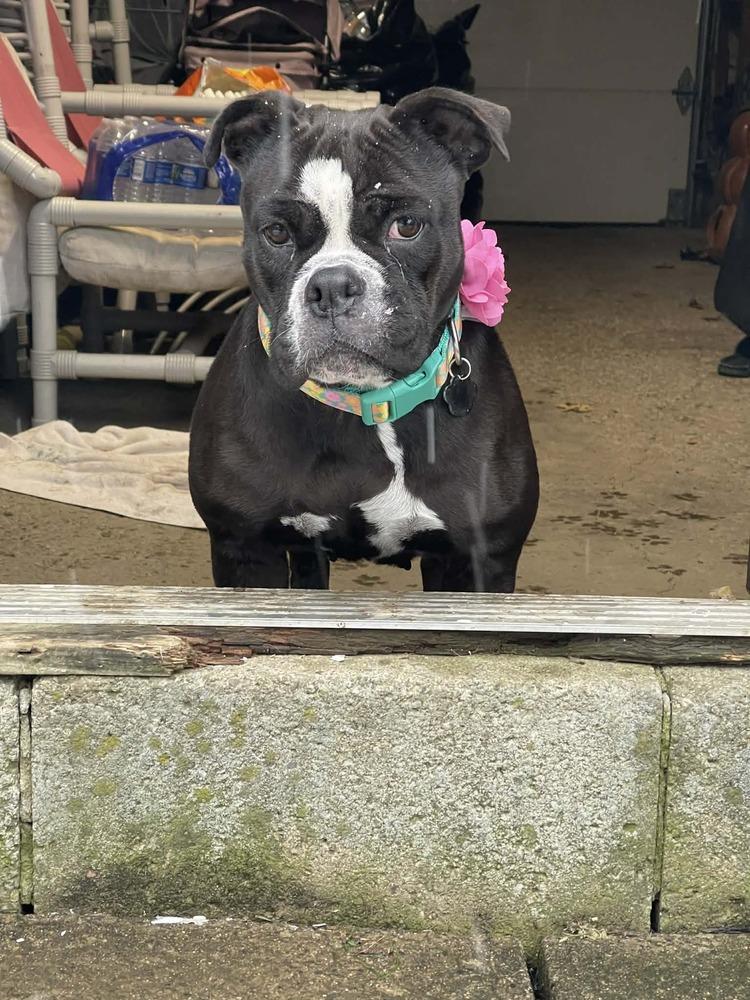 Enlarge Leela, a Adoptable mixed breed in Amherst, NY image 5/6