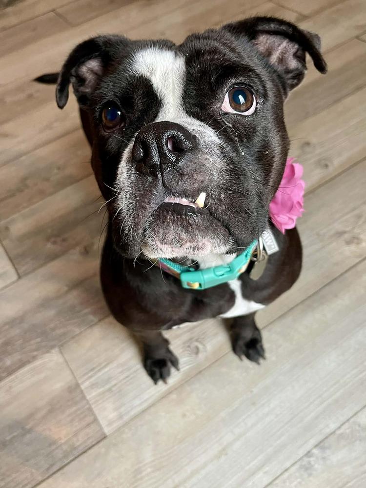 Enlarge Leela, a Adoptable mixed breed in Amherst, NY image 6/6