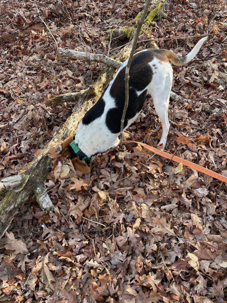 Enlarge Joe, a Adoptable mixed breed in Ellijay, GA image 3/5