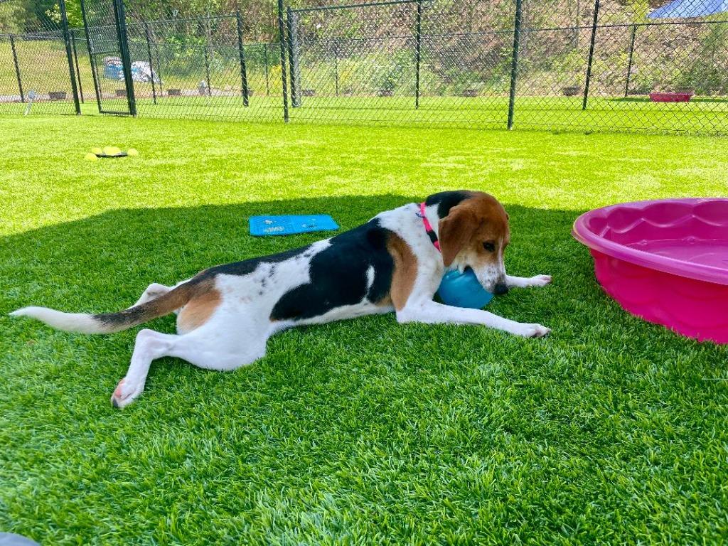 Enlarge Joe, a Adoptable mixed breed in Ellijay, GA image 4/5