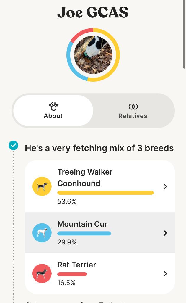 Enlarge Joe, a Adoptable mixed breed in Ellijay, GA image 5/5