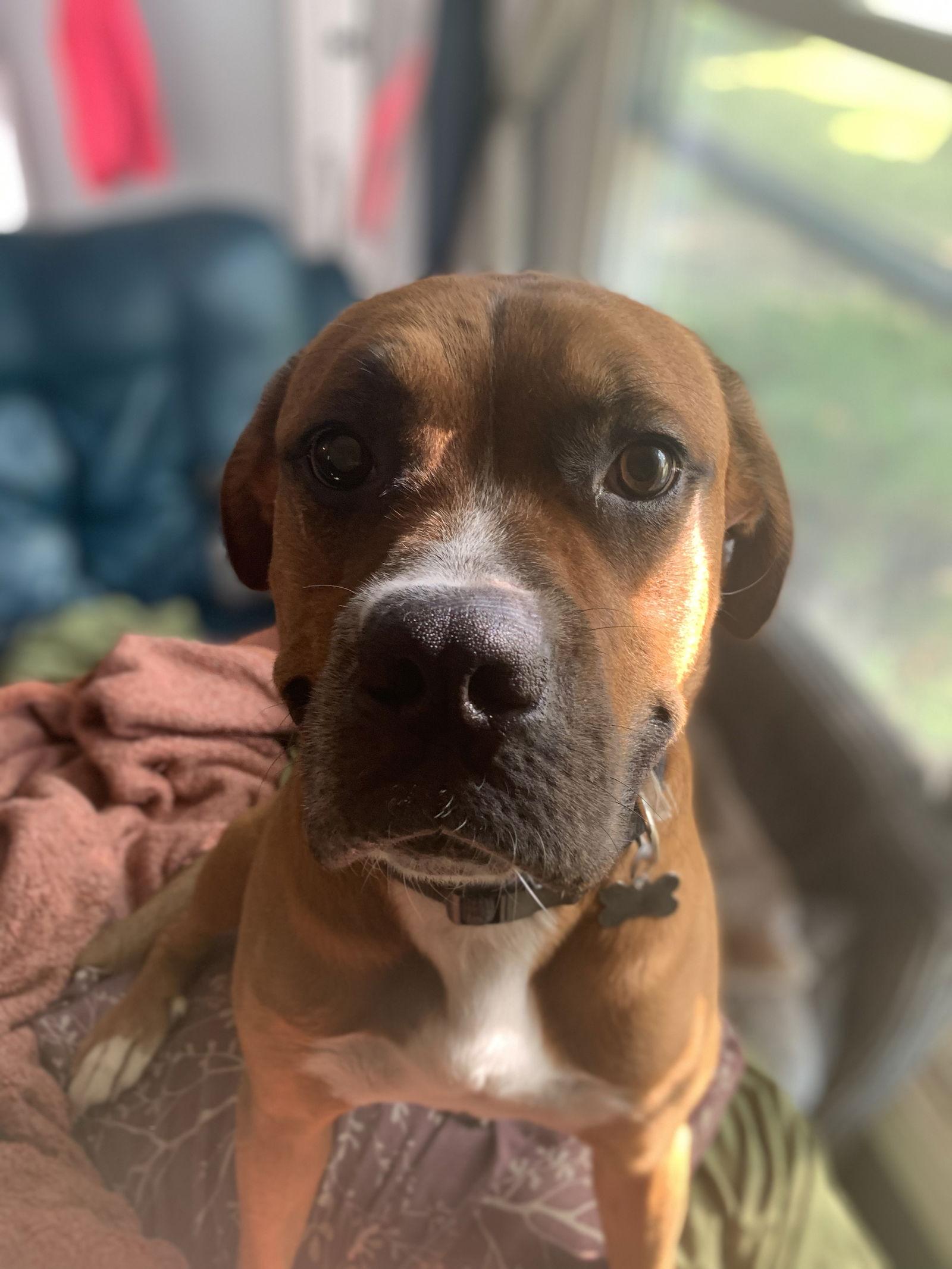 Duke - Passed Away 2025, a Adopted mixed breed in Woodbury, MN image 1/3