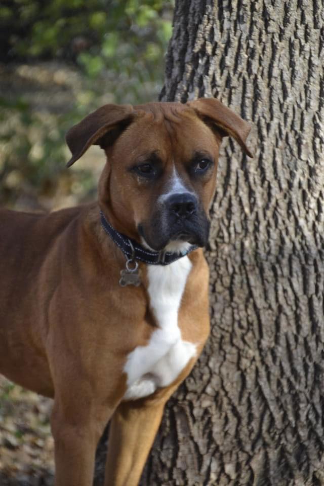 Duke - Passed Away 2025, a Adopted mixed breed in Woodbury, MN image 2/3