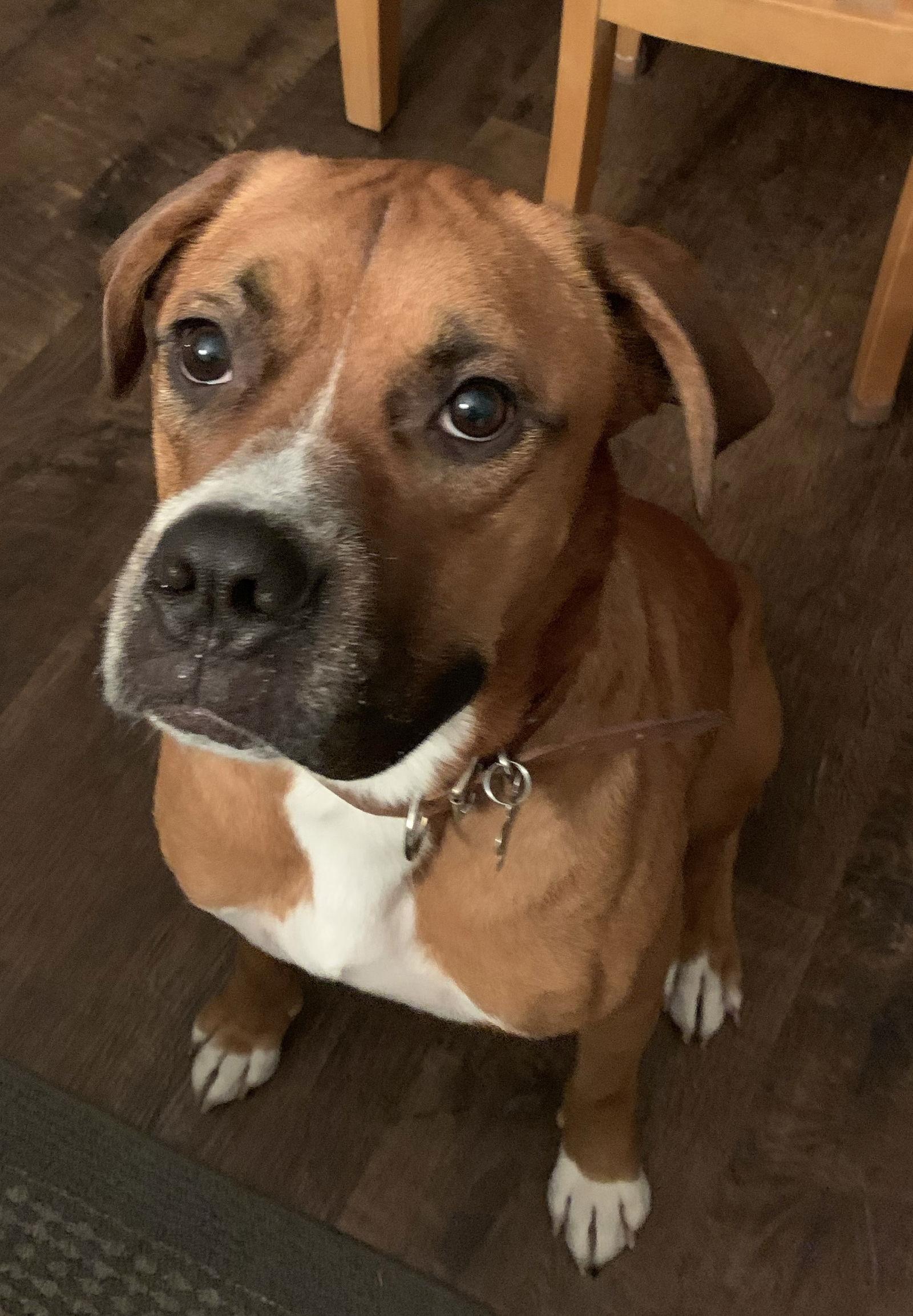 Duke - Passed Away 2025, a Adopted mixed breed in Woodbury, MN image 3/3