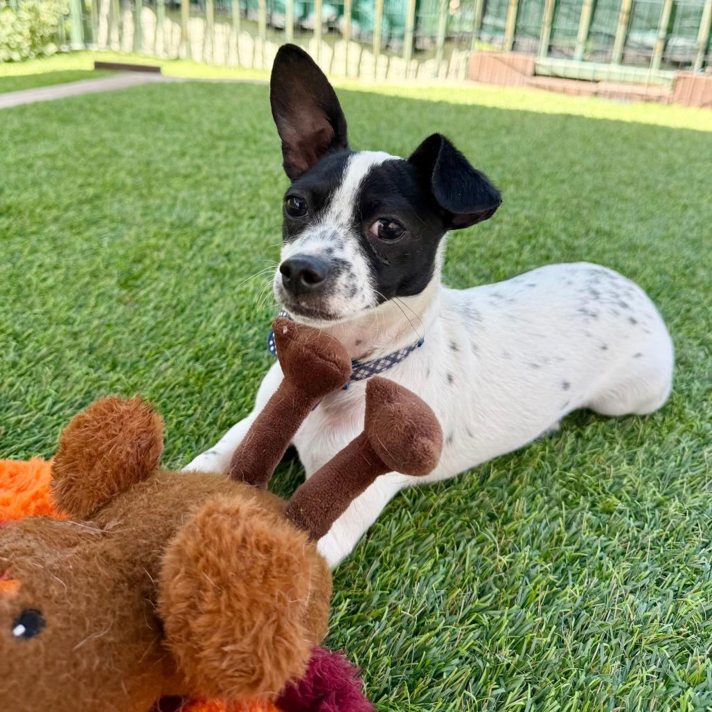 Lulu, Adoptable, Puppy Female Chihuahua.