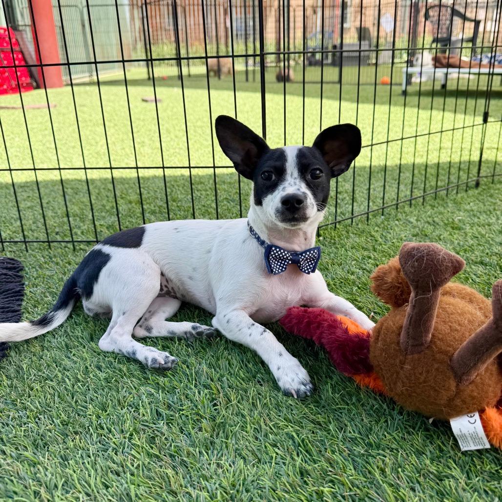 Enlarge Lulu, a Adoptable mixed breed in Agoura Hills, CA image 2/4