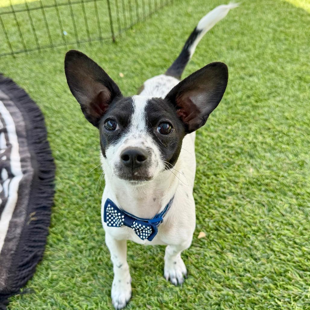 Enlarge Lulu, a Adoptable mixed breed in Agoura Hills, CA image 3/4
