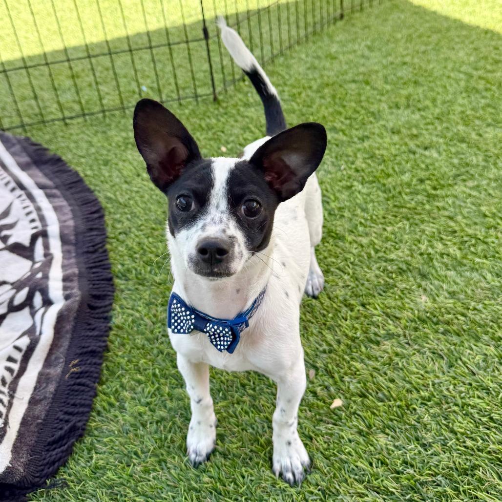Enlarge Lulu, a Adoptable mixed breed in Agoura Hills, CA image 4/4