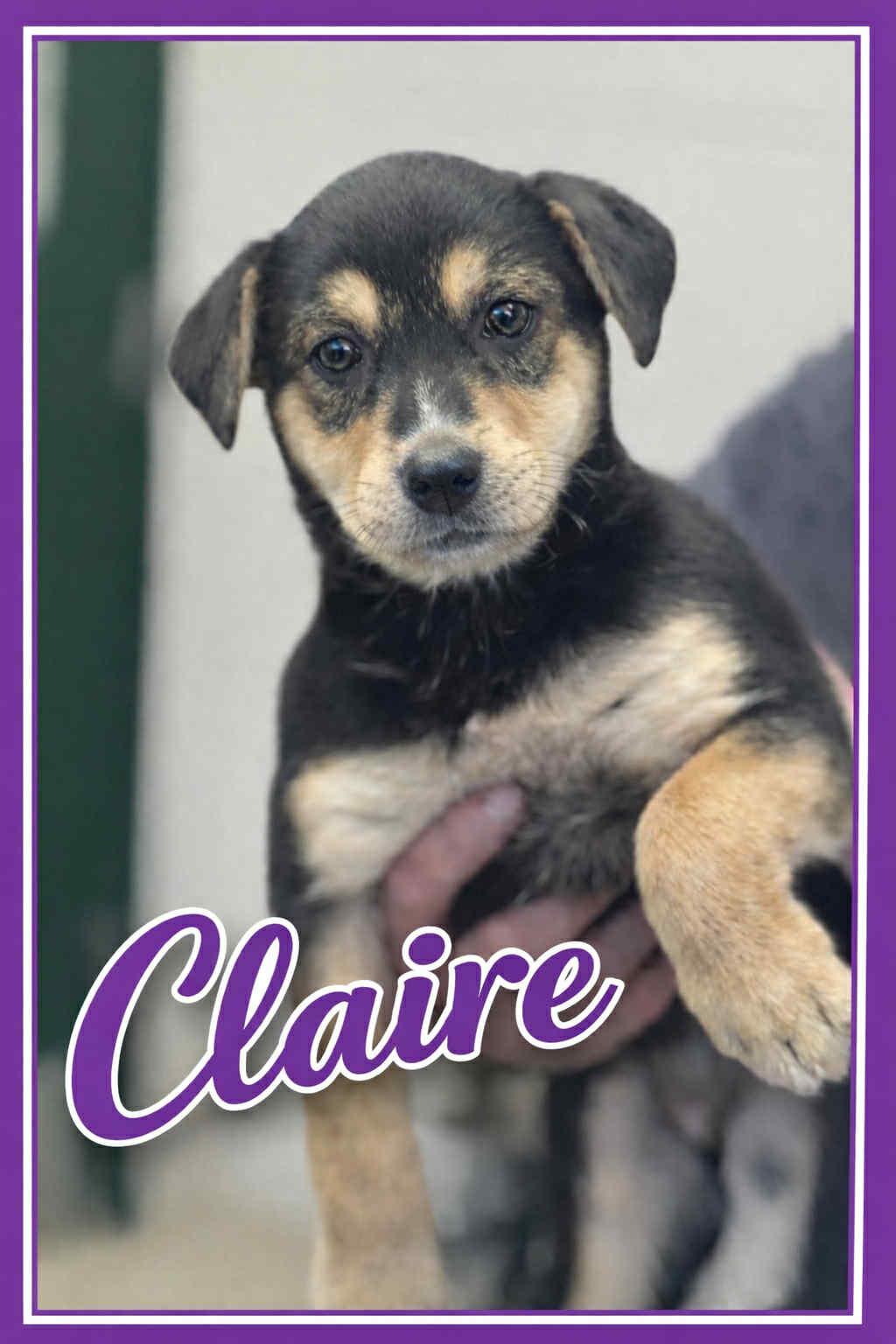 Claire, ADOPTABLE, Puppy Female Shepherd.