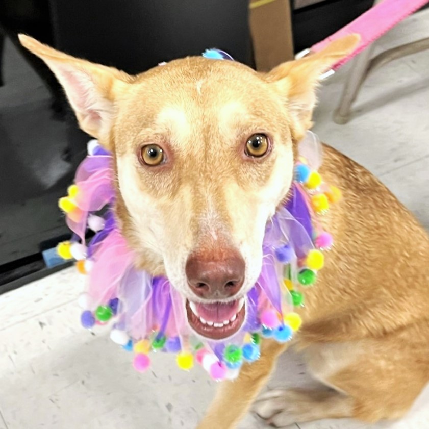 Layla, a Adoptable mixed breed image 1/14