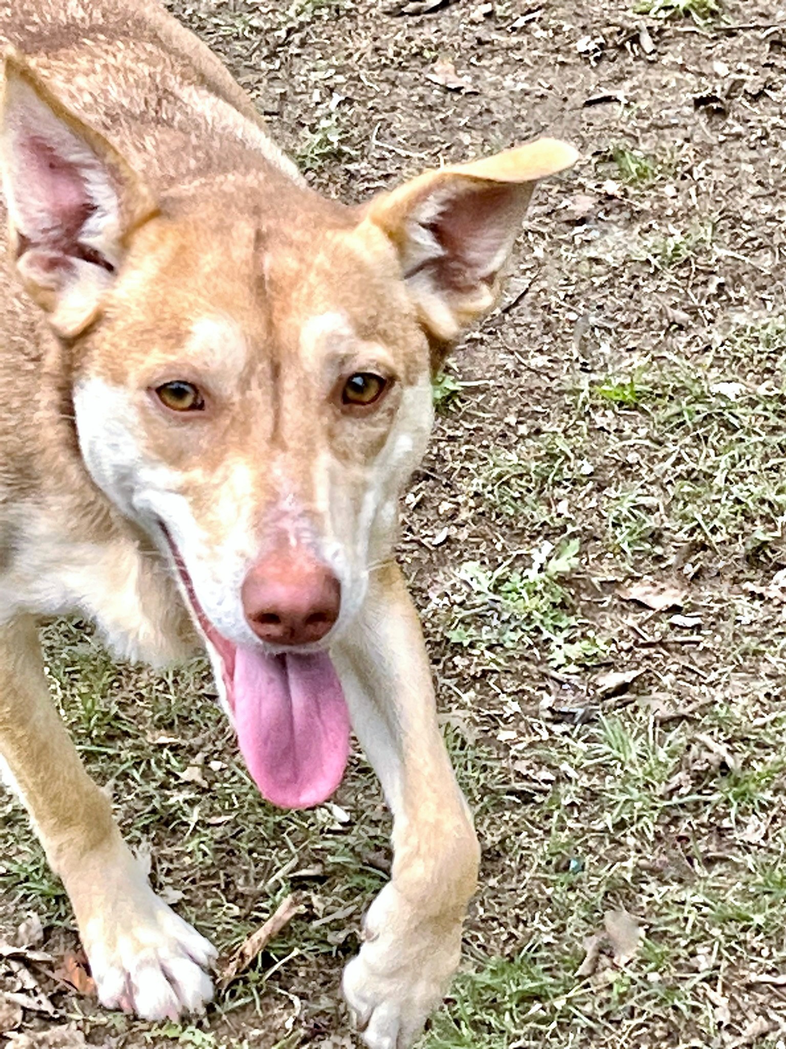 Layla, a Adoptable mixed breed image 2/14