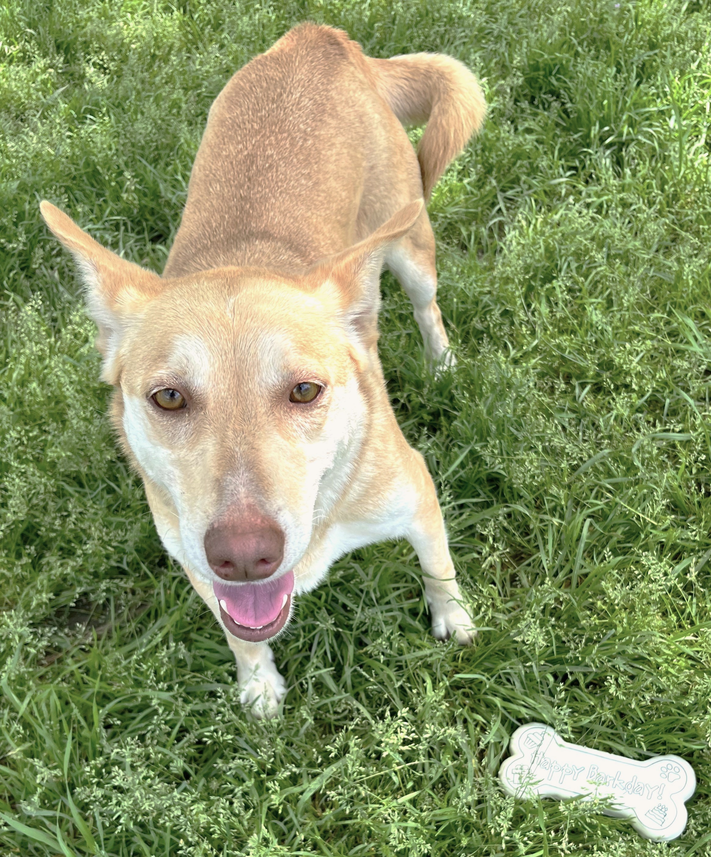 Layla, a Adoptable mixed breed image 3/14