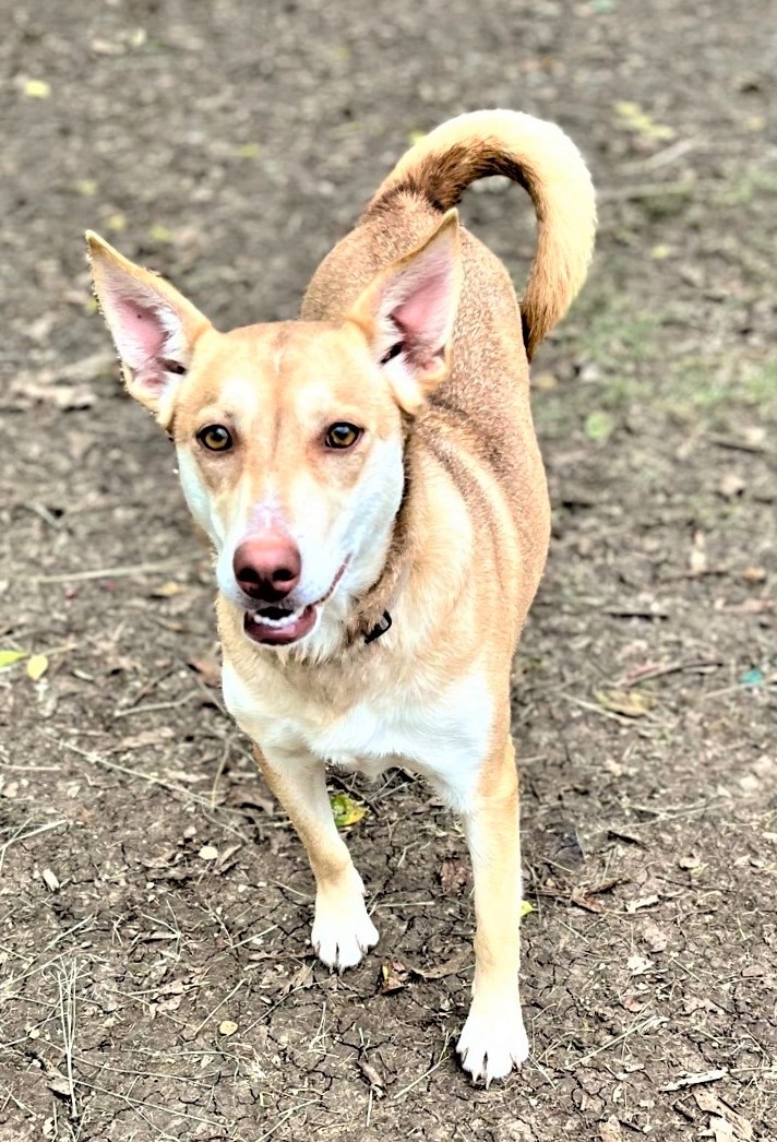 Layla, Adoptable, Adult Female Terrier & Husky.