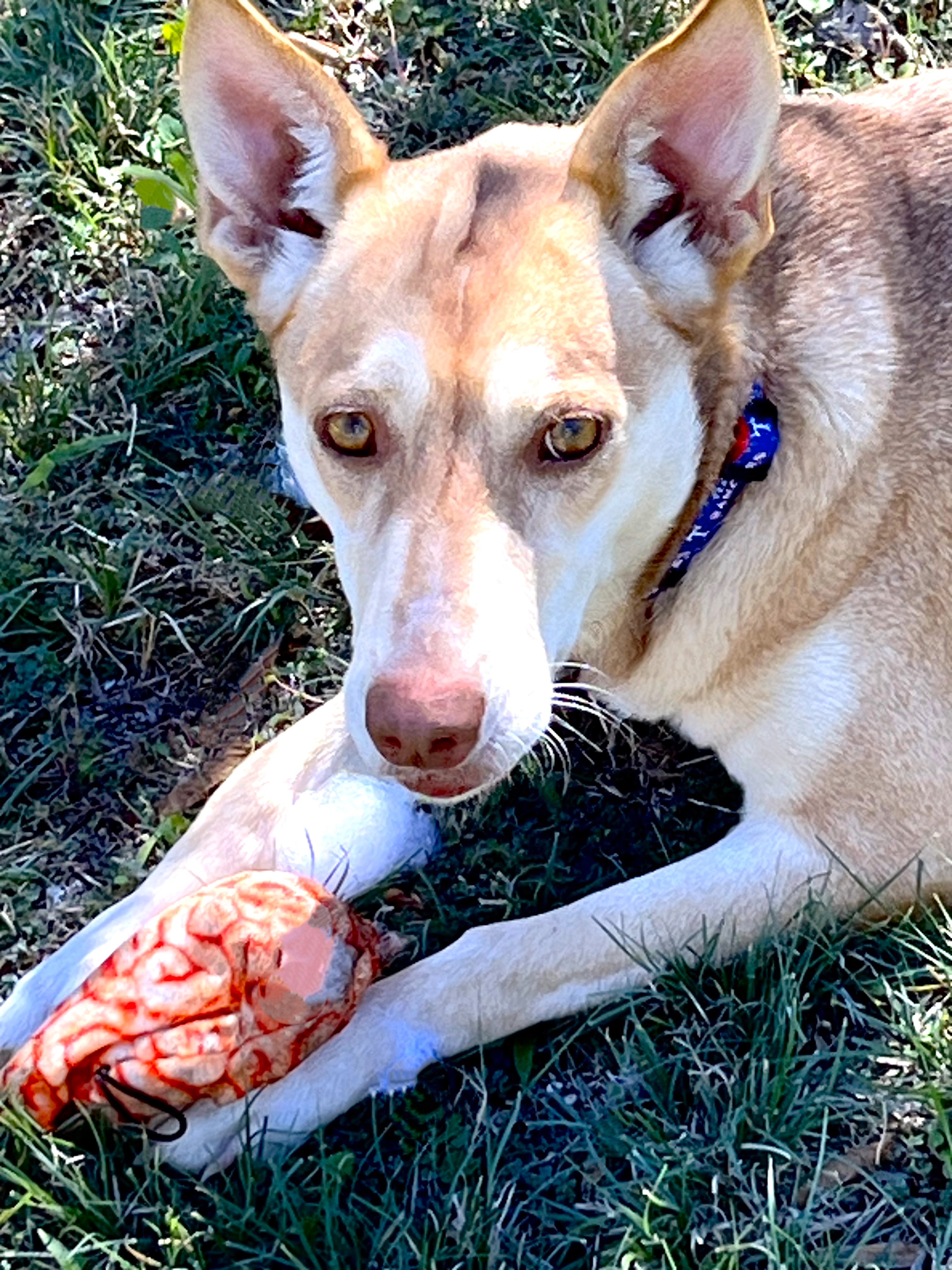 Layla, a Adoptable mixed breed image 5/14