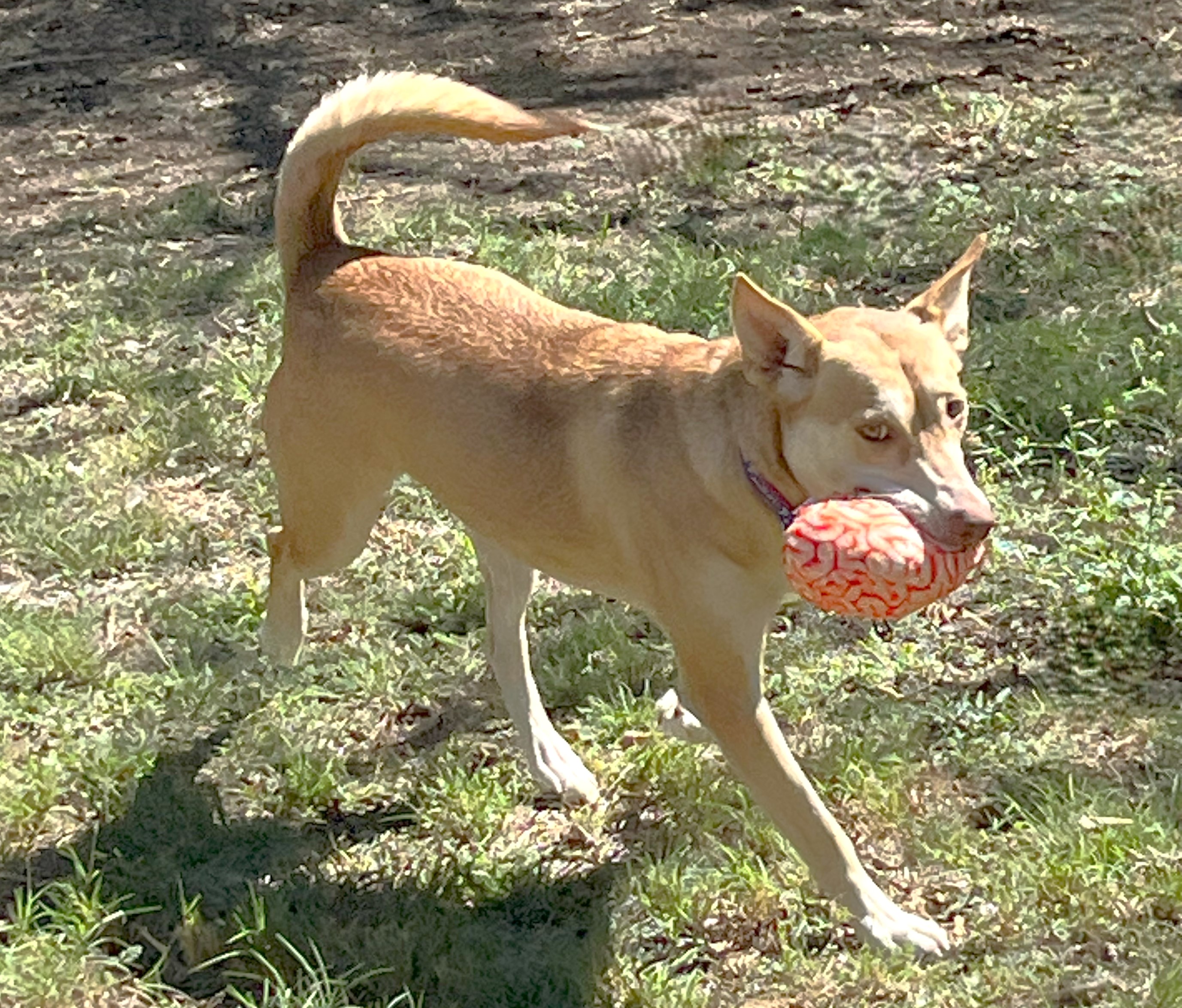 Layla, a Adoptable mixed breed image 6/14