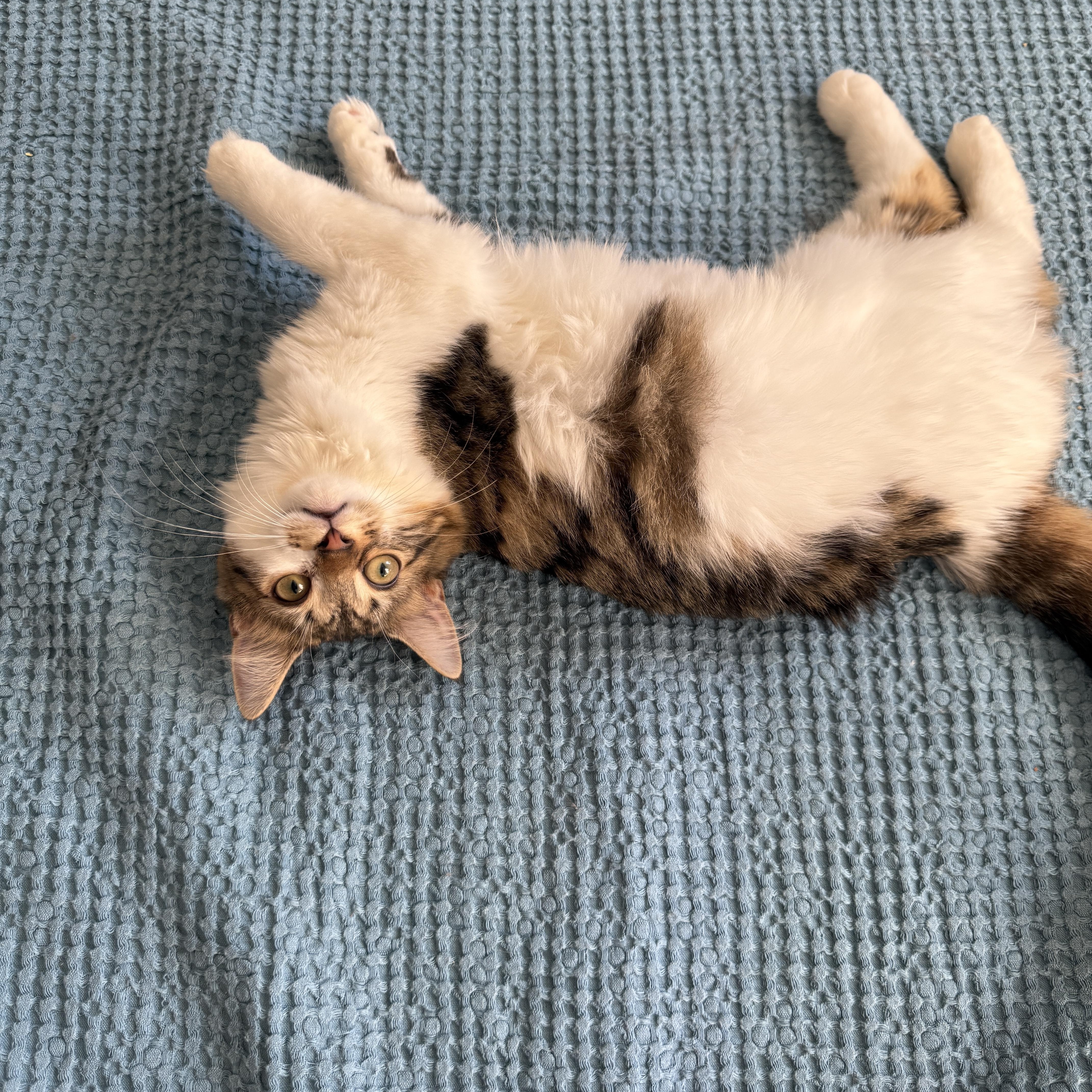 Enlarge Velvet, a Adoptable Domestic Long Hair in Brooklyn, NY image 2/6