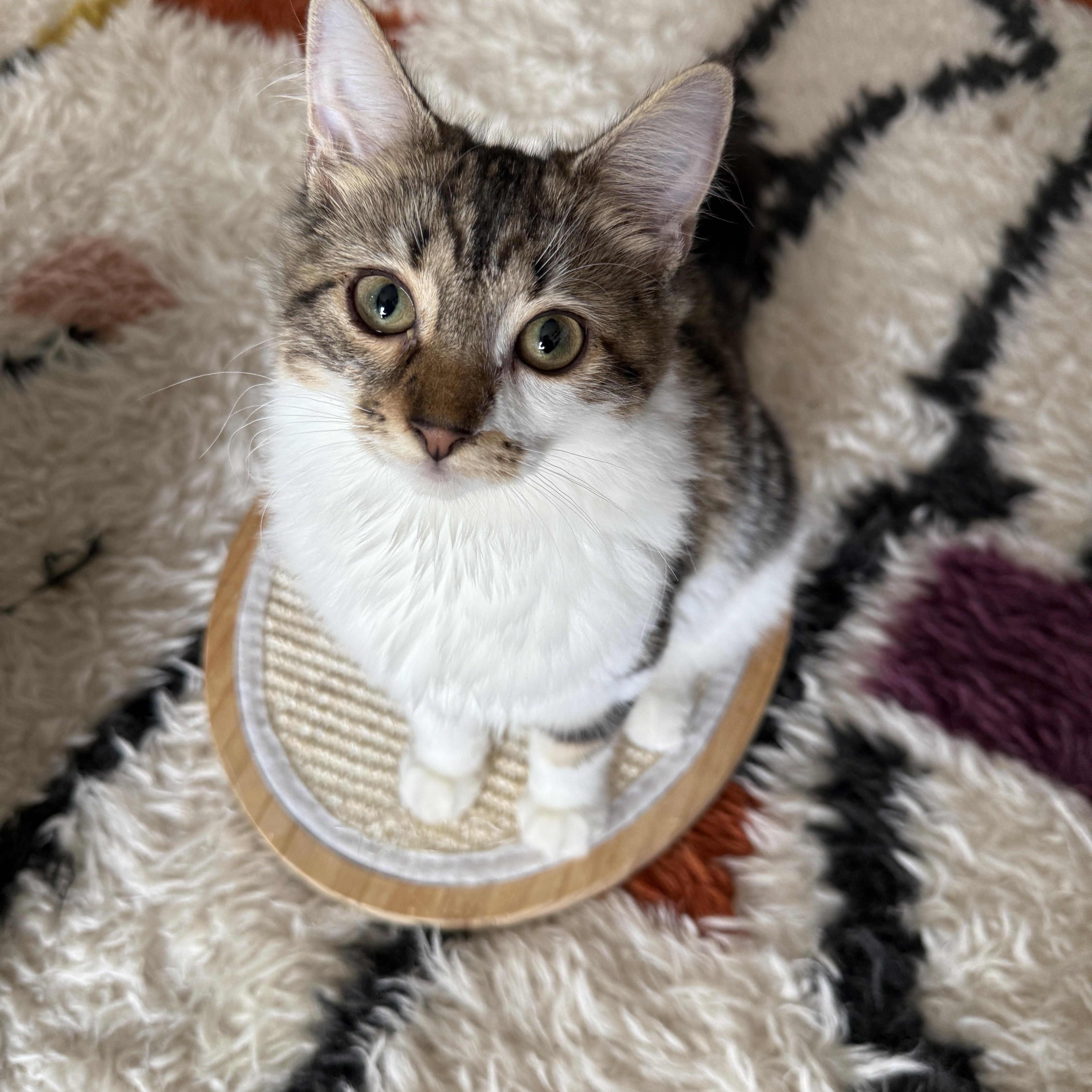 Enlarge Velvet, a Adoptable Domestic Long Hair in Brooklyn, NY image 4/6