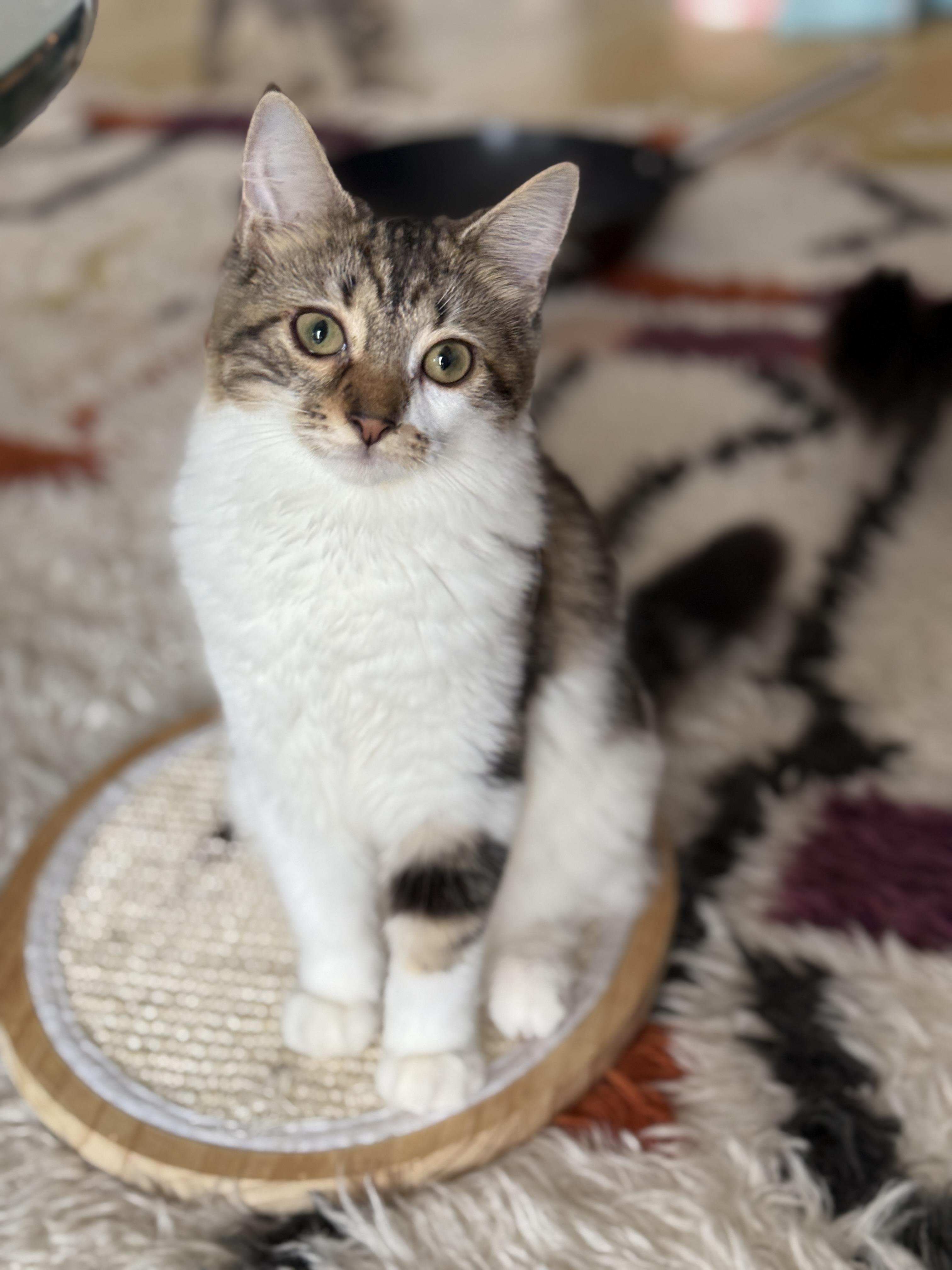 Enlarge Velvet, a Adoptable Domestic Long Hair in Brooklyn, NY image 1/6