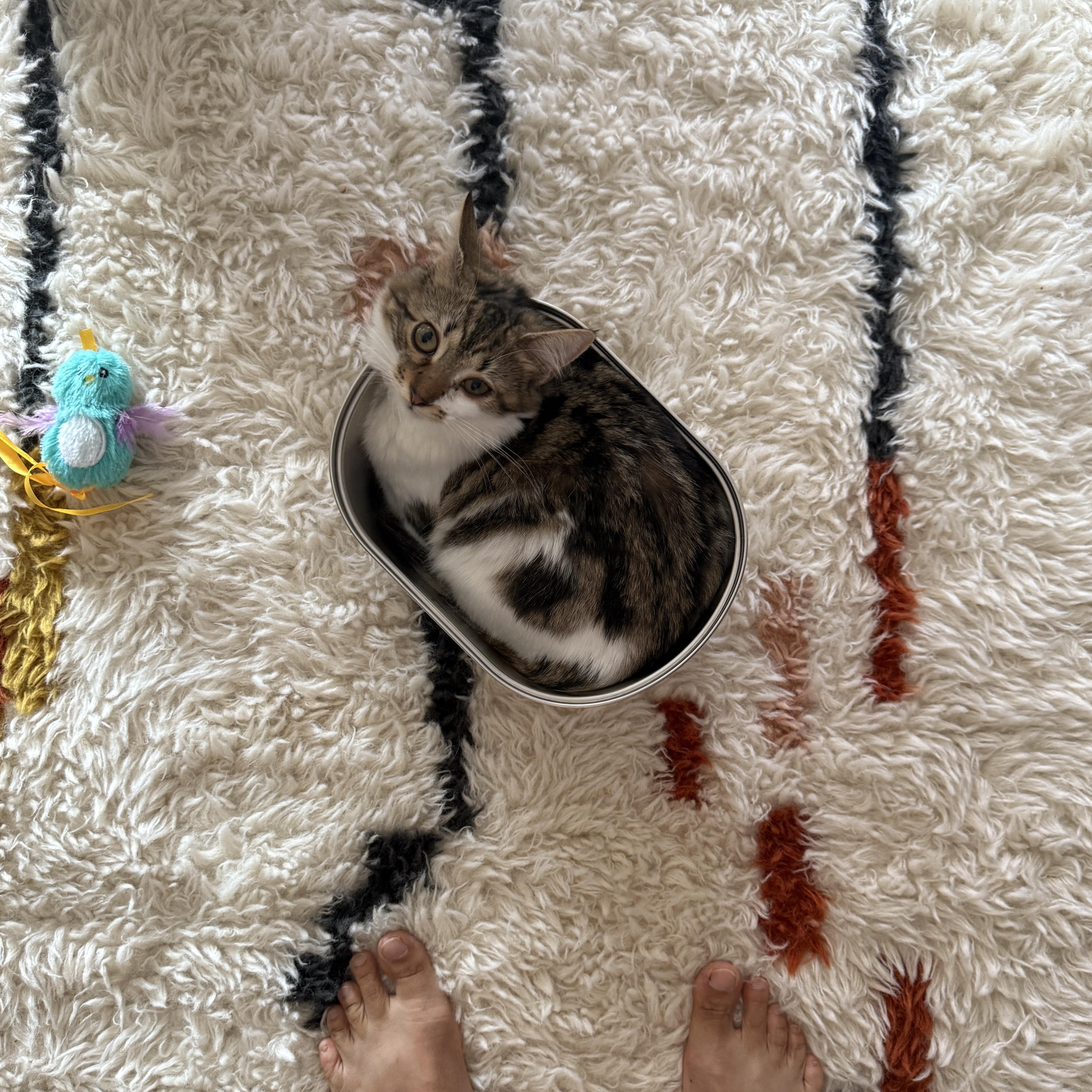 Enlarge Velvet, a Adoptable Domestic Long Hair in Brooklyn, NY image 6/6