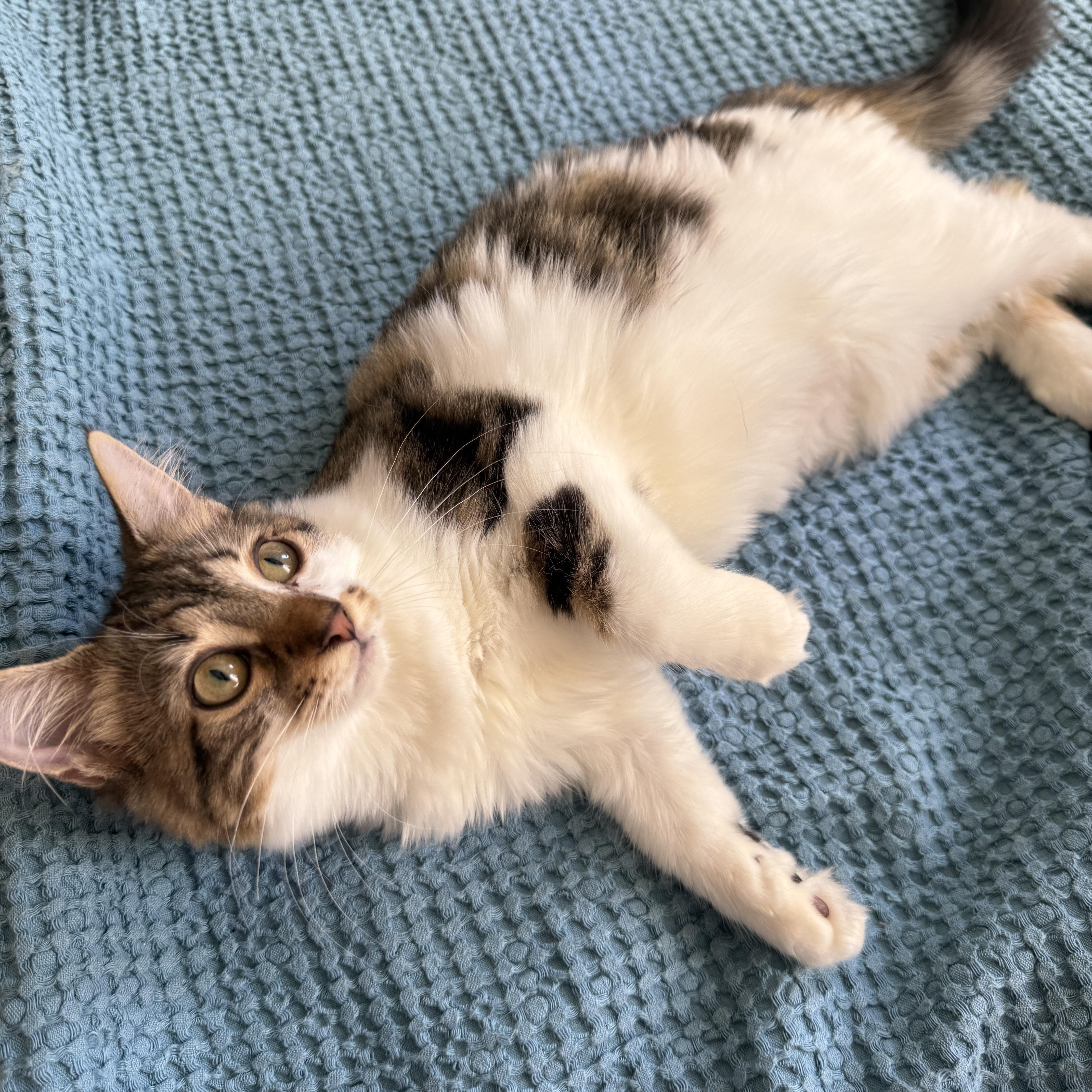 Enlarge Velvet, a Adoptable Domestic Long Hair in Brooklyn, NY image 5/6