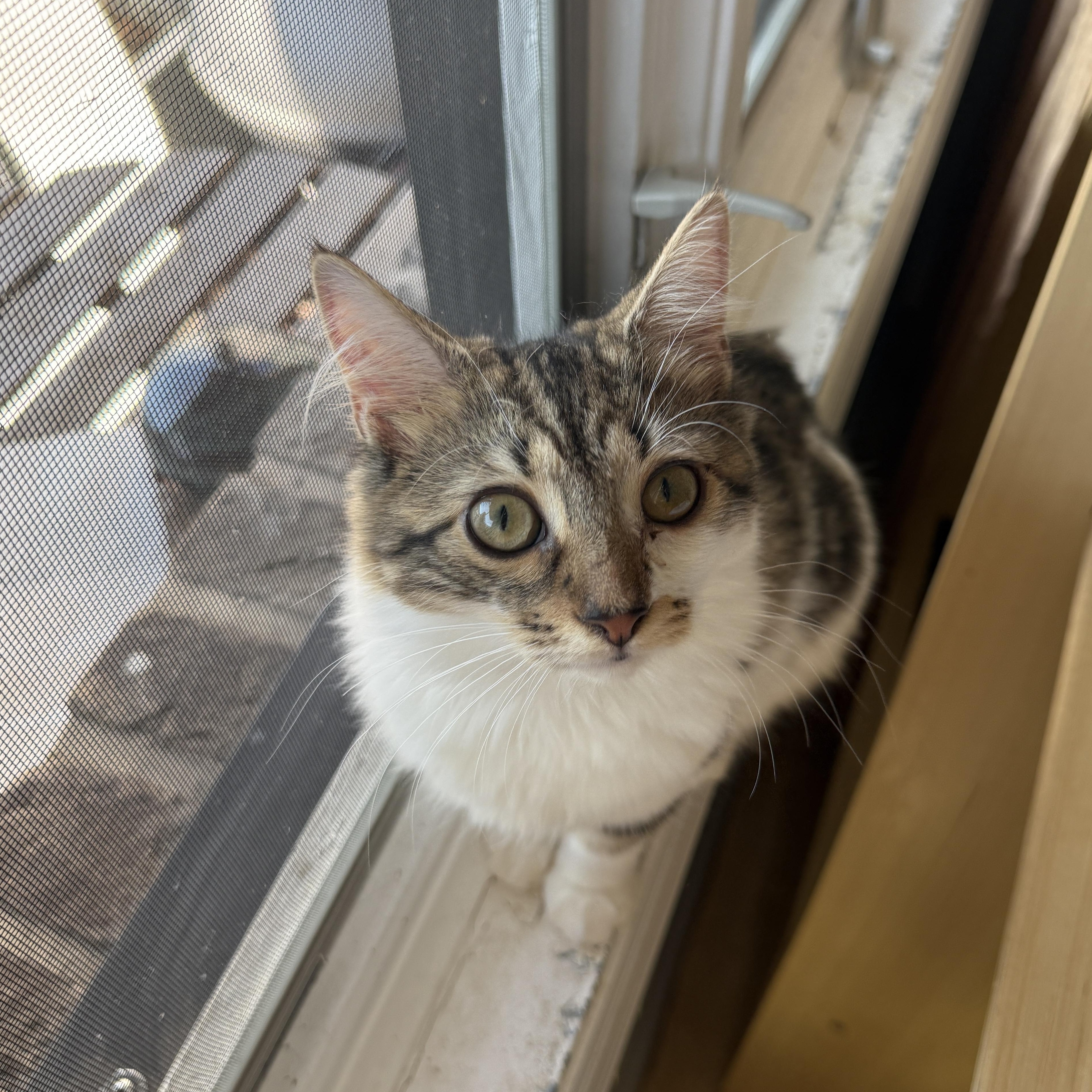 Enlarge Velvet, a Adoptable Domestic Long Hair in Brooklyn, NY image 3/6