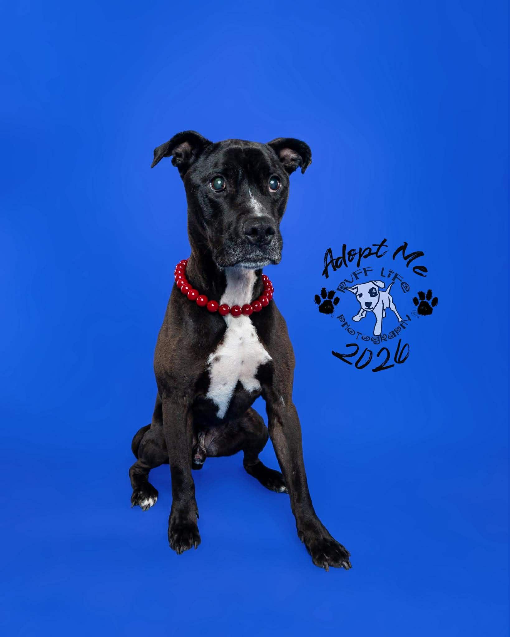 Walter Wigglebutt, a Adoptable Pit Bull Terrier in Troy, MI image 1/6