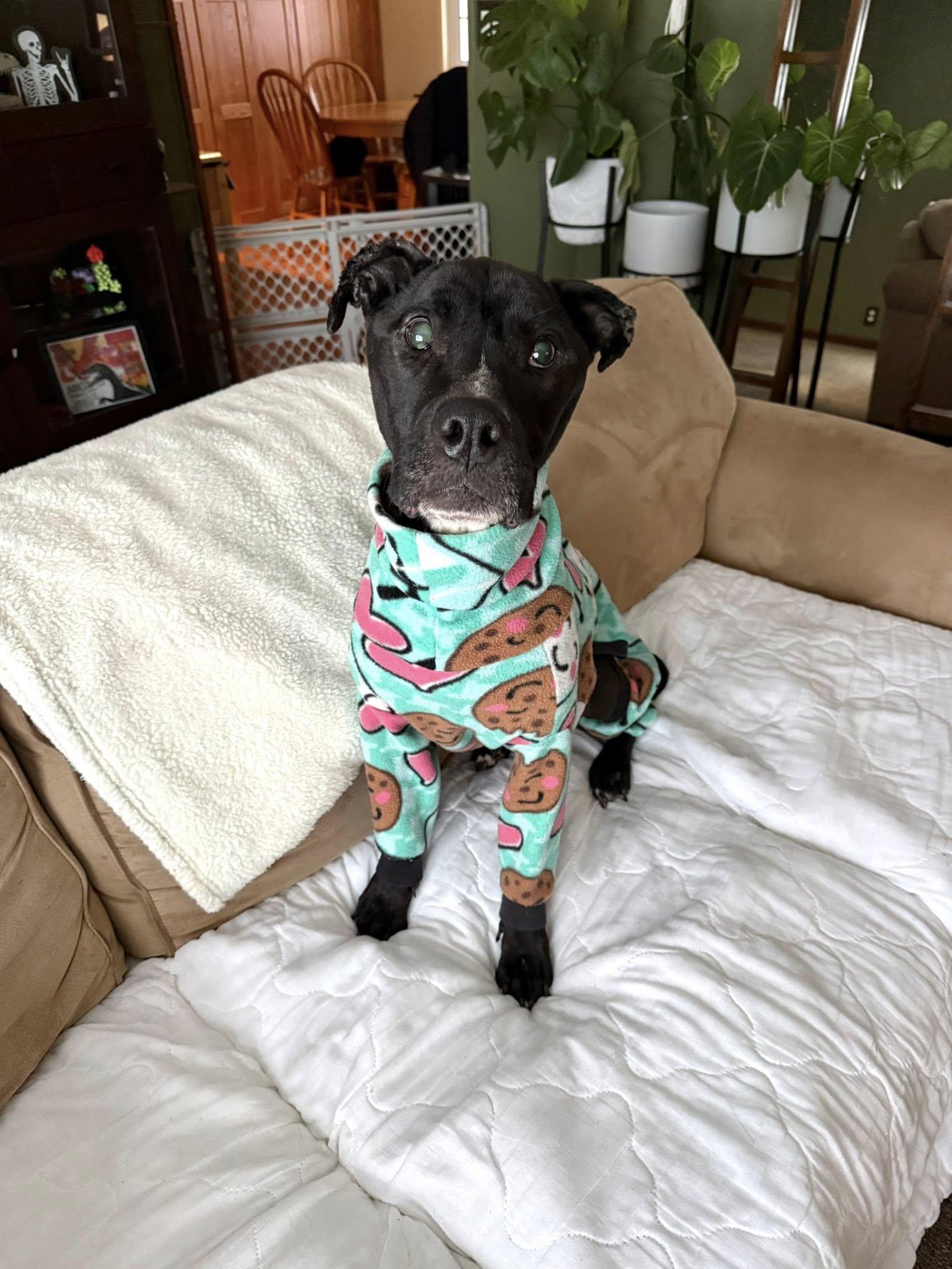 Walter Wigglebutt, a Adoptable Pit Bull Terrier in Troy, MI image 2/6