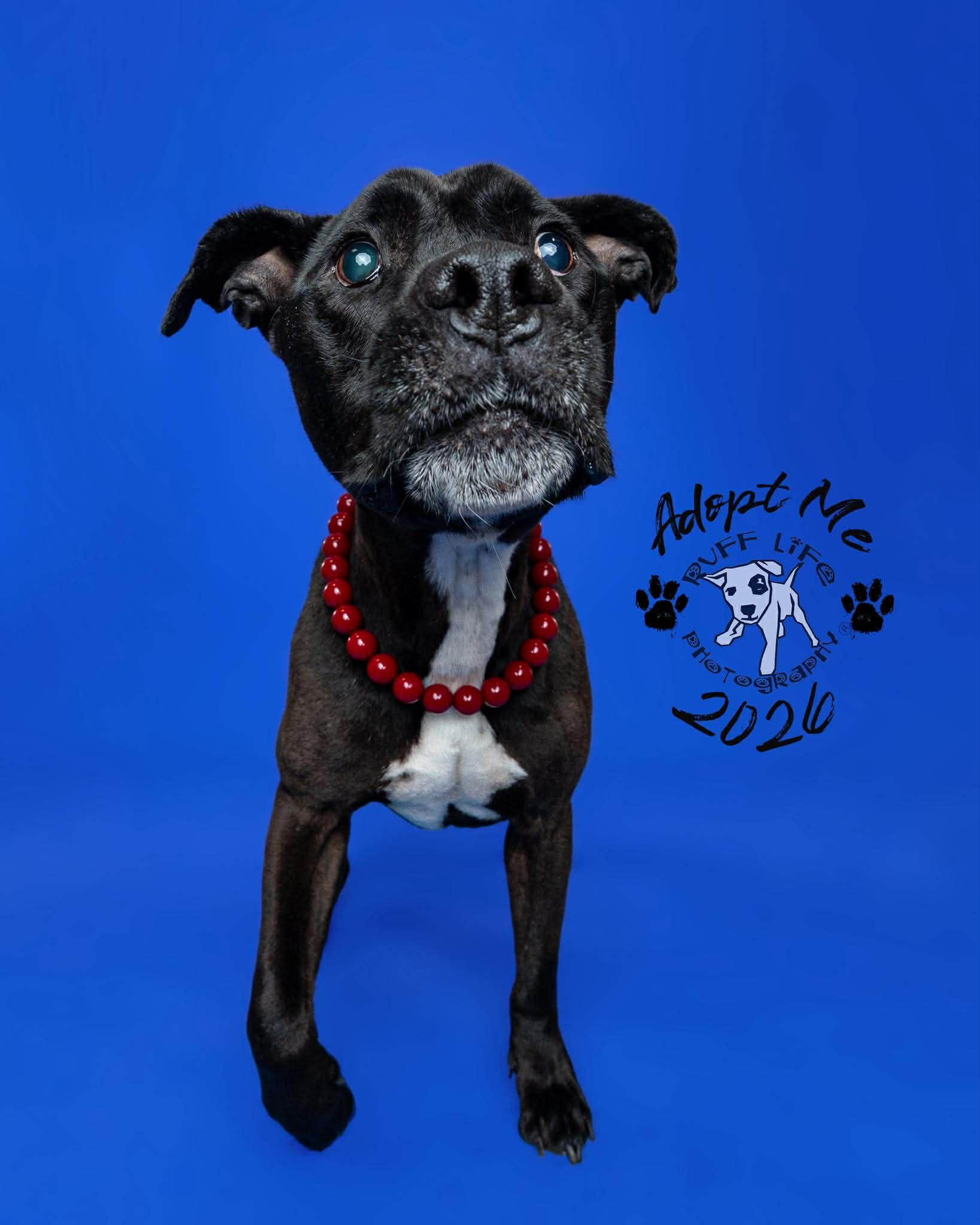 Walter Wigglebutt, a Adoptable Pit Bull Terrier in Troy, MI image 3/6