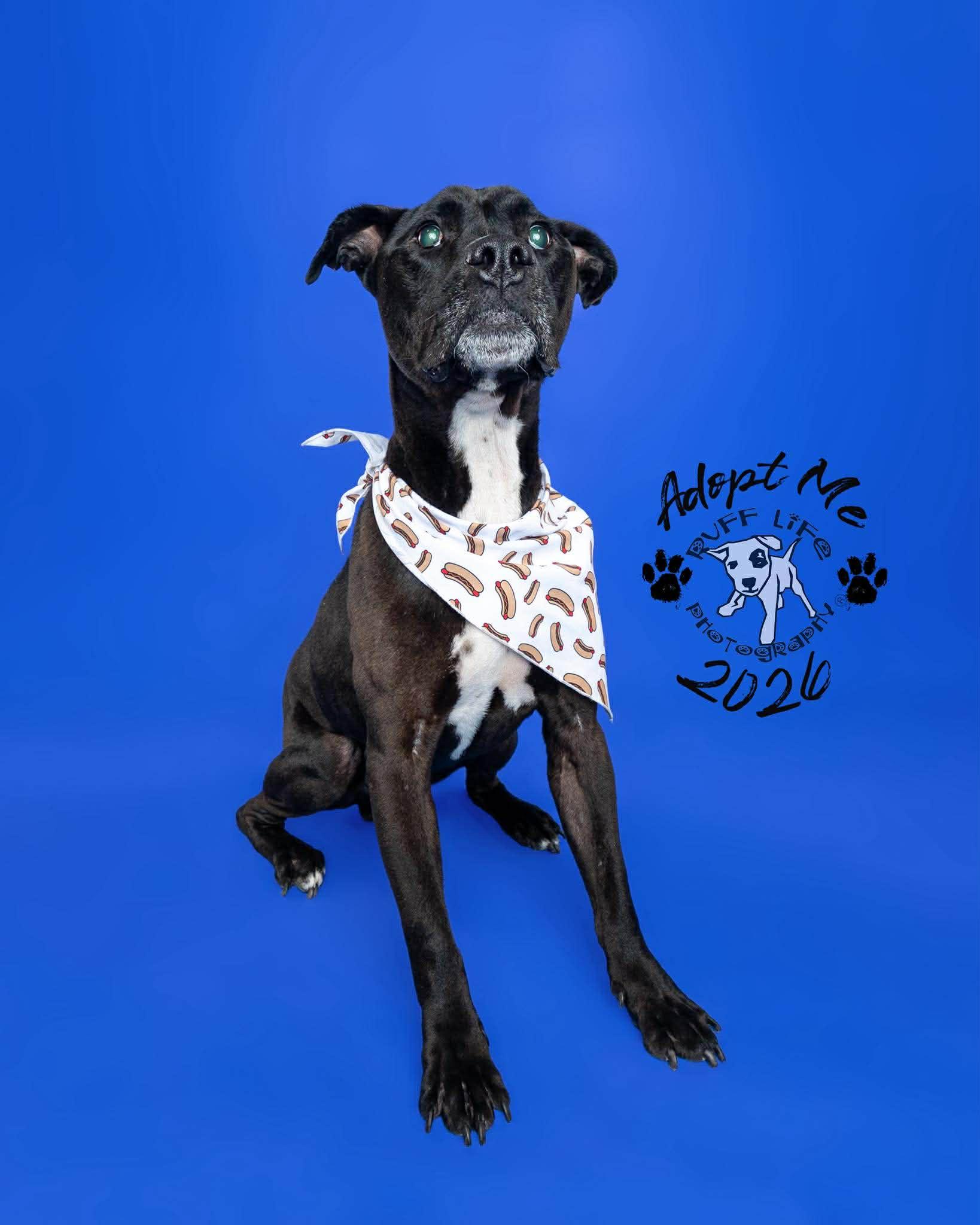 Walter Wigglebutt, a Adoptable Pit Bull Terrier in Troy, MI image 4/6
