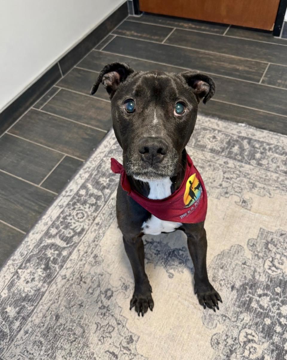 Walter Wigglebutt, a Adoptable Pit Bull Terrier in Troy, MI image 5/6