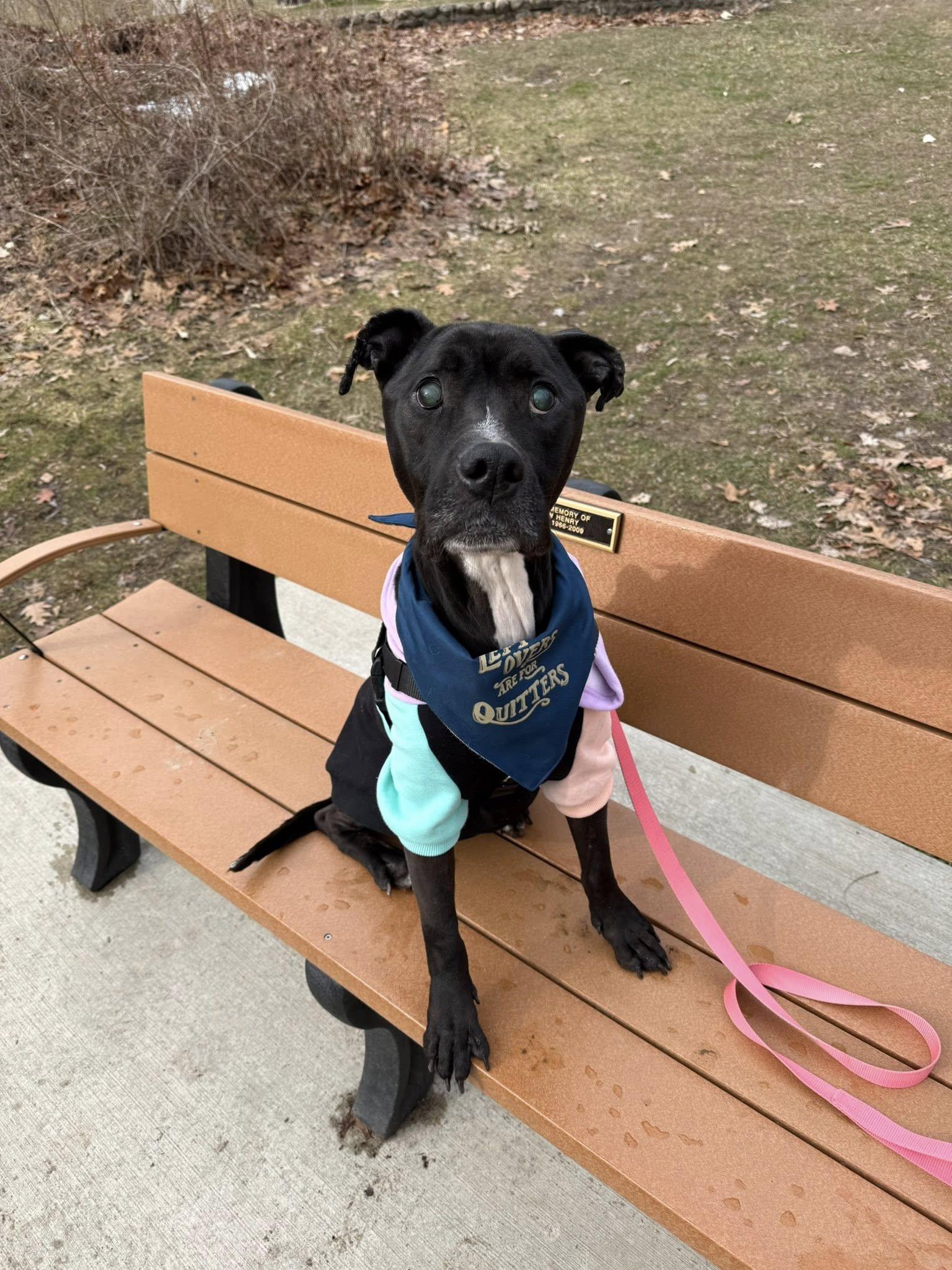 Walter Wigglebutt, a Adoptable Pit Bull Terrier in Troy, MI image 5/6