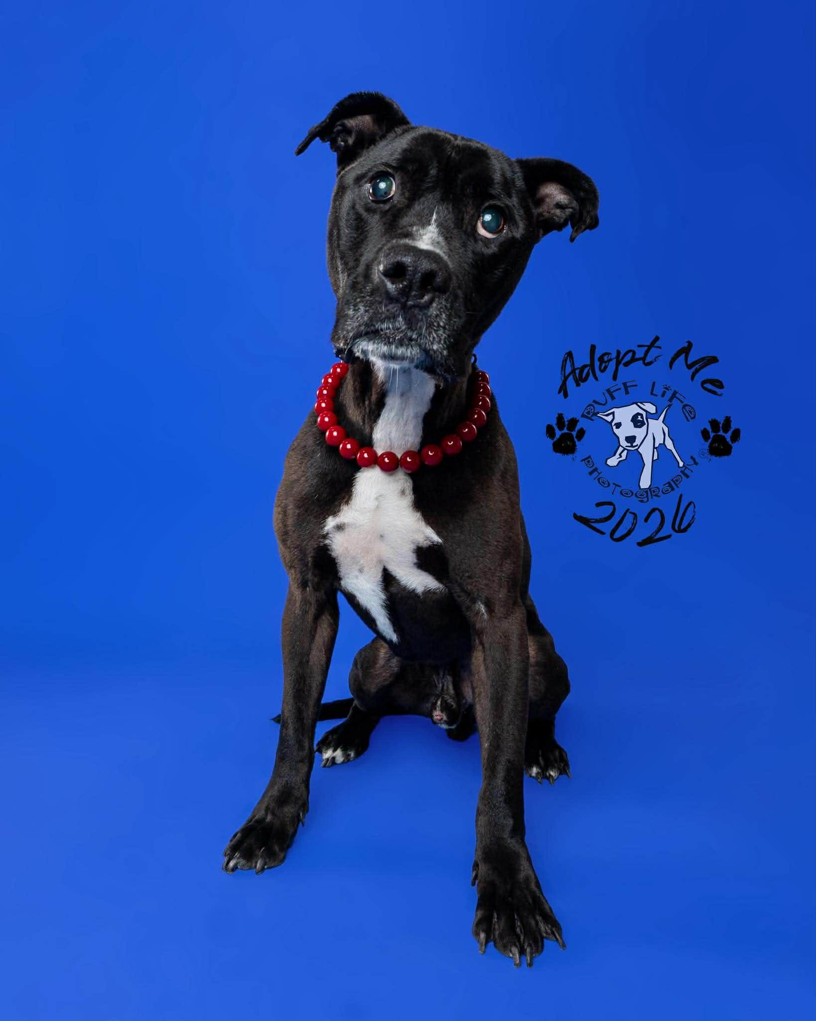 Walter Wigglebutt, a Adoptable Pit Bull Terrier in Troy, MI image 6/6