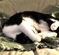 Luna, Adoptable, Young Female American Shorthair.