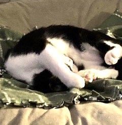 Enlarge Luna, a Adoptable American Shorthair in Brea, CA image 2/3