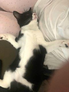 Enlarge Luna, a Adoptable American Shorthair in Brea, CA image 3/3