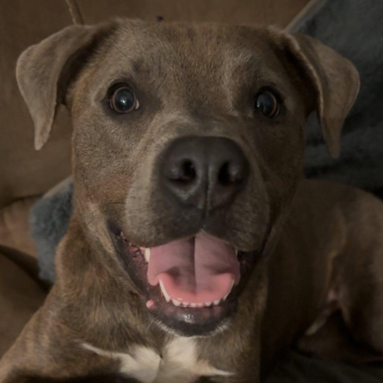 Mocha, Adoptable, Adult Male Mixed Breed.