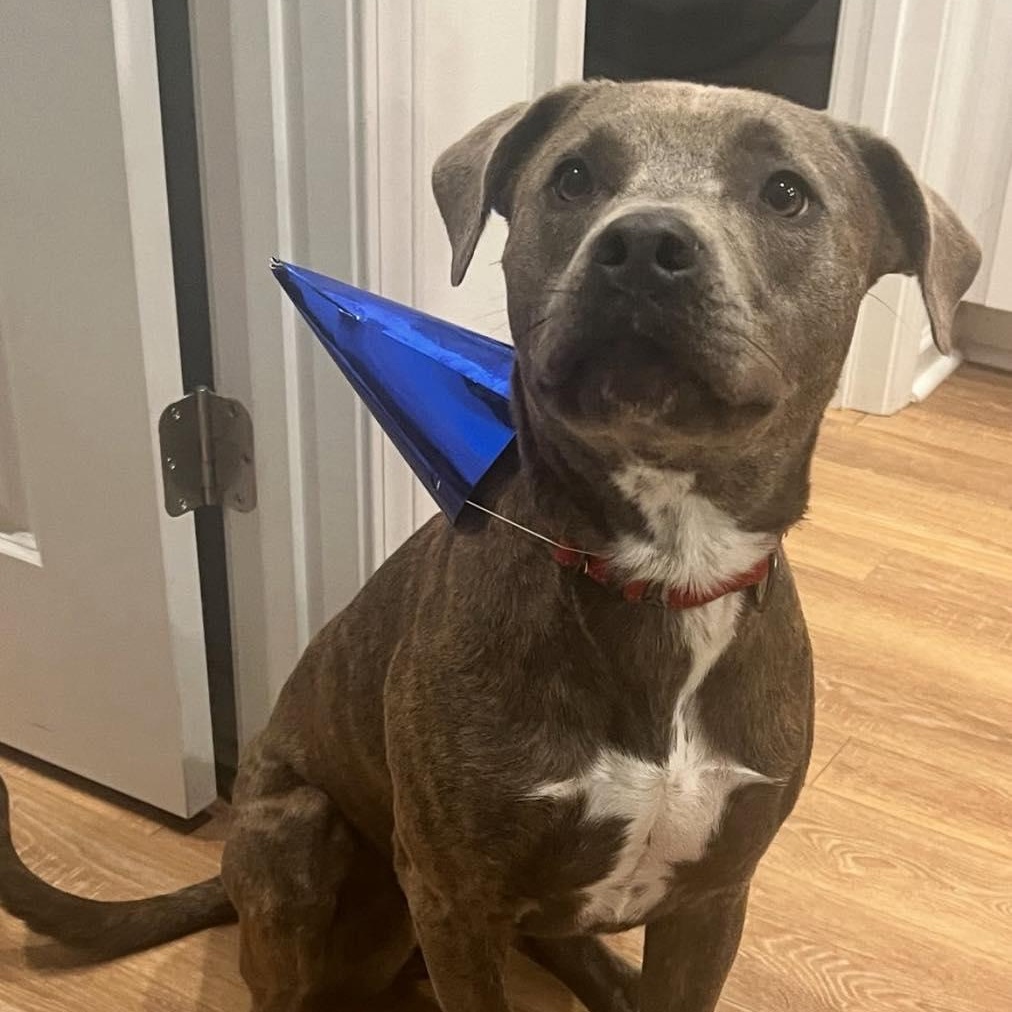 Mocha, a Adoptable Mixed Breed in Calabash, NC image 2/6