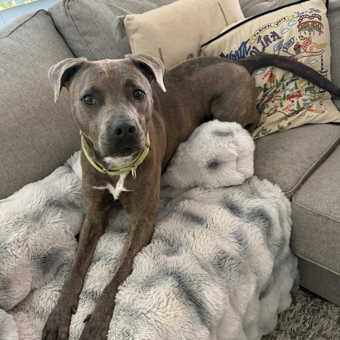 Mocha, a Adoptable Mixed Breed in Calabash, NC image 3/6