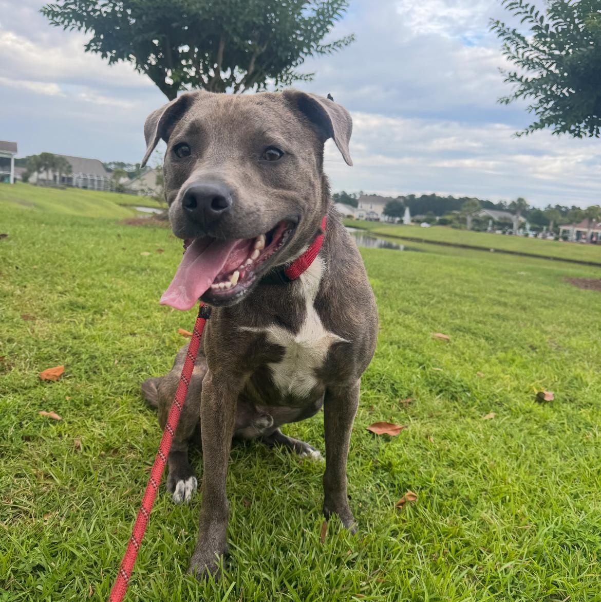 Mocha, a Adoptable Mixed Breed in Calabash, NC image 5/6